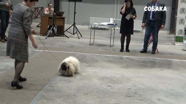 Пекинес Собака я смотреть онлайн