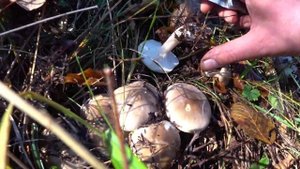 Таких РЯДОВ грибов рядовки ещё не видел, ночной МОРОЗ не повлиял на сбор грибов. Грибы Крыма