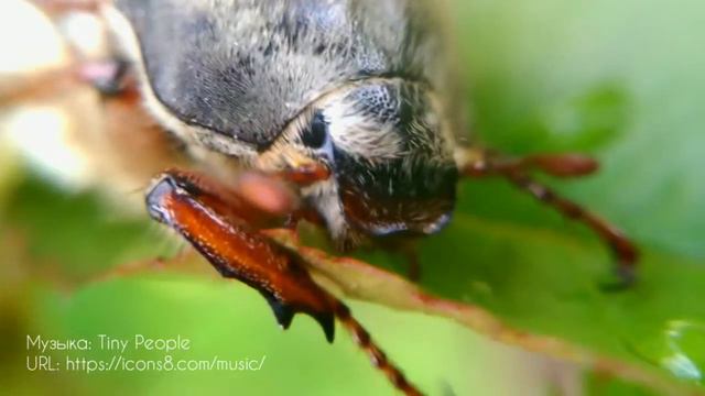 Очень милый жук. Учимся любить насекомых смотреть онлайн