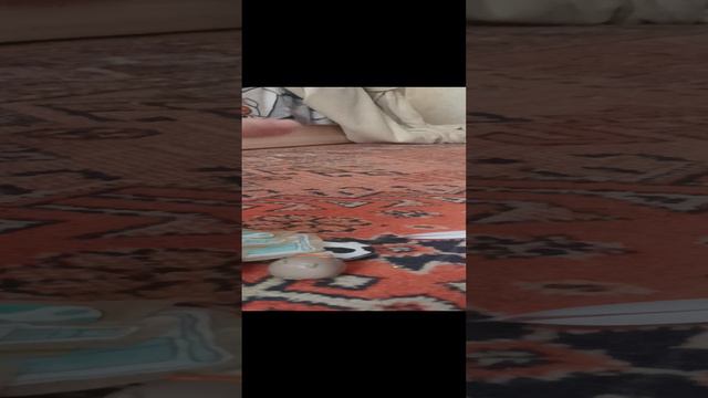 полик