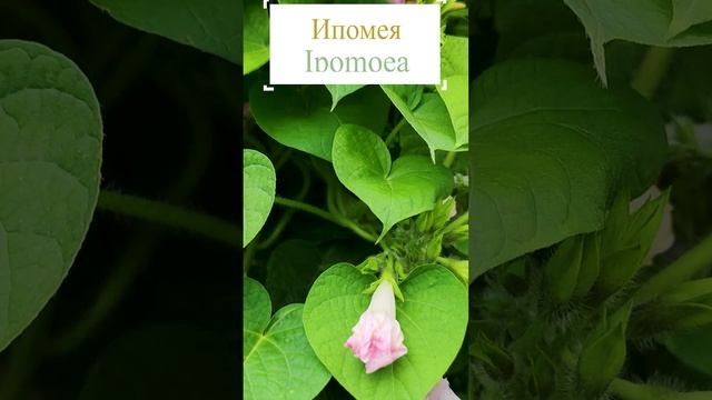 Ипомея - лиана для вертикального озеленения. (Ipomoea).?