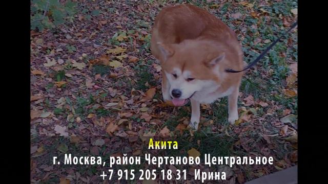Найдена собака! Ищет хозяев! Акита. г. Москва, район Чертаново Центральное смотреть онлайн