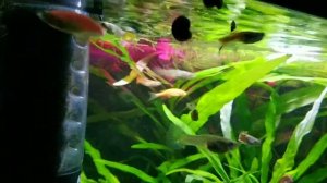 Весёлый "Детский" Аквариум. неоны, гуппи, анциструс, пельвикохромисы, данио гло, петушок.