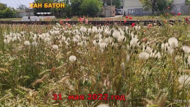 Один из дней города Евпатории | 31 мая 2022 года | #Крым #ХАНБАТОН #XAH6ATOH #Евпатория | фото смотреть онлайн