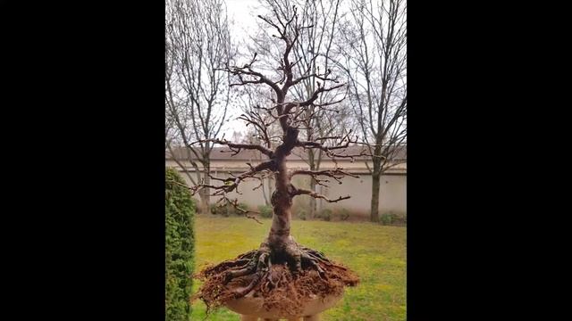 Ulmus Glabra after root cutting - chris-git@rre смотреть онлайн