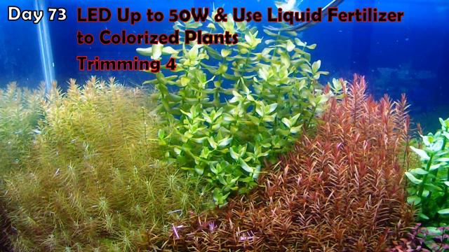 60cm AQUASCAPE DUTCHSTYLE - Step By Step Tutorial