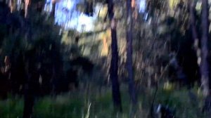 Ищю закладки в лесу | #работа мечты