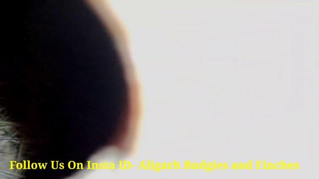 Java Sparrow chicks progress смотреть онлайн