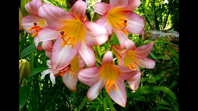 люблю цветы смотреть онлайн