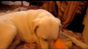 лабрадор и кошка )