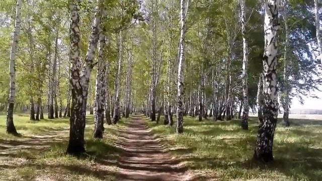 Отчего так в России берёзы шумят..(Юлия Пивень)