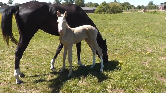 Desta Shael (Sayvan - Daghesta Shael), akhal-teke filly, ахалтекинская кобыла, sale, buy, продажа смотреть онлайн