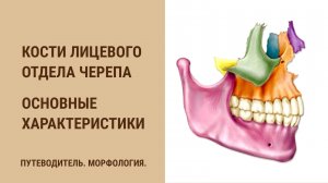 Кости лицевого отдела черепа. Основные характеристики.