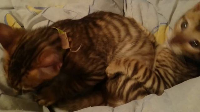 Тойгеры в Гатчине смотреть онлайн