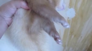 Как спит хорек