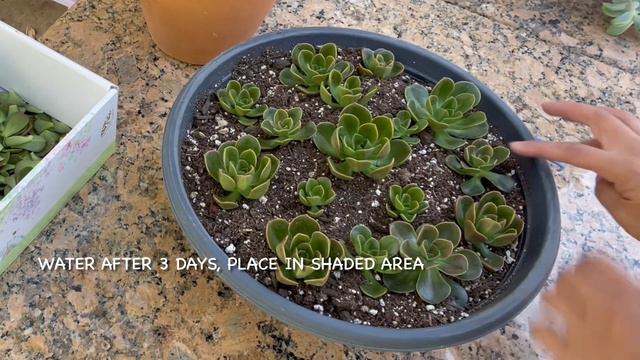 Echeveria Melaco Succulents Propagation смотреть онлайн