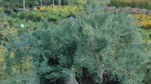 можжевельник виргинский Грей оул посадка и уход