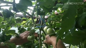 Томат Сызранка, обзор.