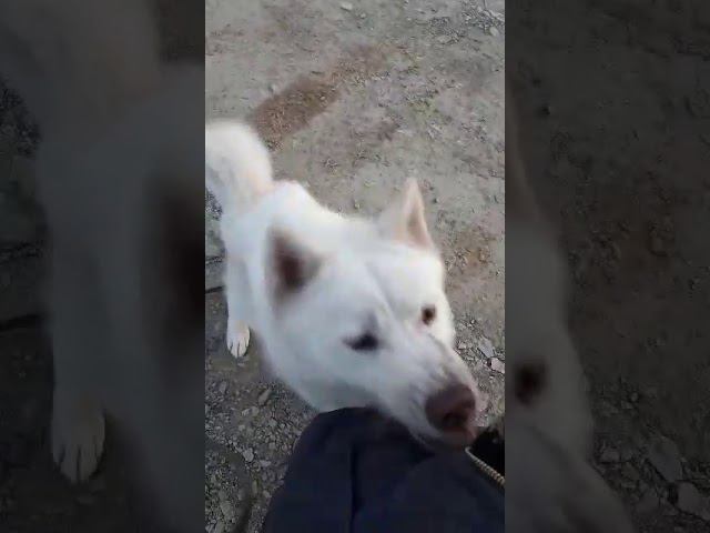 Прогулка с 2 собаками