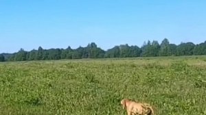 охота на дупеля Венгерская Выжла