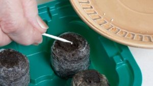 Сеем в торфяные таблетки. Как правильно выращивать в них рассаду??