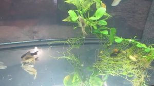 Коридорас Венесуэла. Коридорас золотой. Содержание, размножение коридорасов.