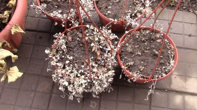 Крокусы в снегу.mp4 смотреть онлайн