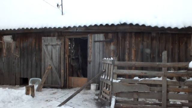 Формируем семьи Холмогорских гусей!