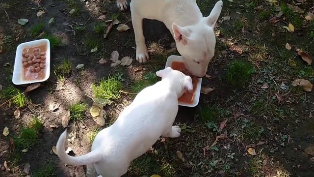 Wildberries Игрушки IMPULS4.RU и консервы Оскар для собак (разные) Дегустация от Дэнни и Снапа смотреть онлайн