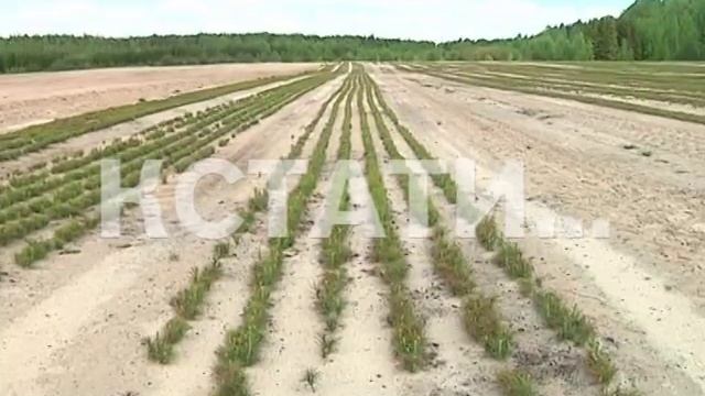 Сосновая посевная началась в Нижегородских лесах смотреть онлайн