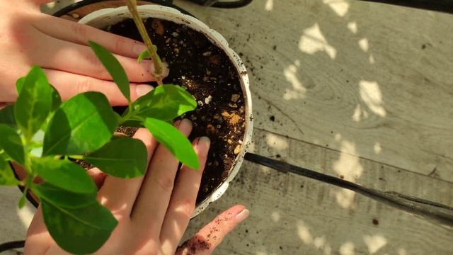 Клеродендрумы, уход, пересадка, особенности клеродендрума Шмидта. смотреть онлайн