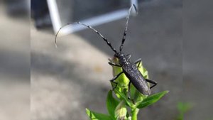 Cerambyx Cerdo (жук Большой Дубовый Усач) bug