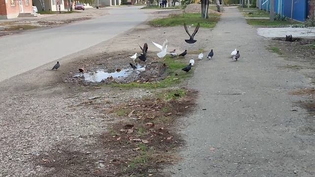 Ручные голуби