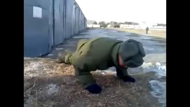 ОТЖИМАНИЕ БЕЗ РУК армейский прикол смотреть онлайн
