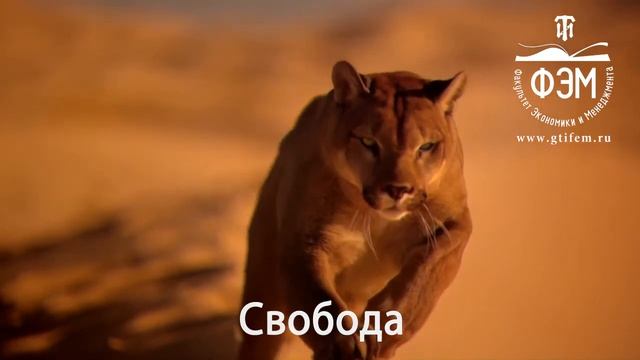 ТВОЙ ВЫБОР.... ФЭМ СПБГТИ(ТУ) смотреть онлайн