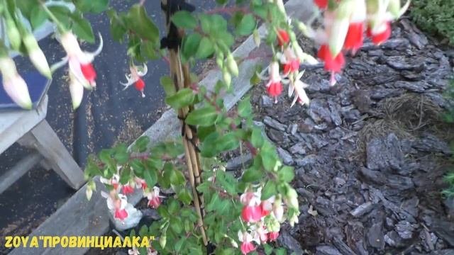 Фуксии на штамбе в открытом грунте/ Фуксии и ЖАРА!!/ Московская область/ #fuchsia #фуксии #деревня