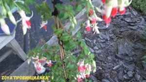 Фуксии на штамбе в открытом грунте/ Фуксии и ЖАРА!!/ Московская область/ #fuchsia #фуксии #деревня