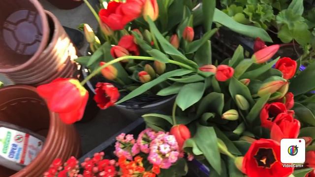 BAGDOD GUL💐 BOZORIDAGI NARXLAR