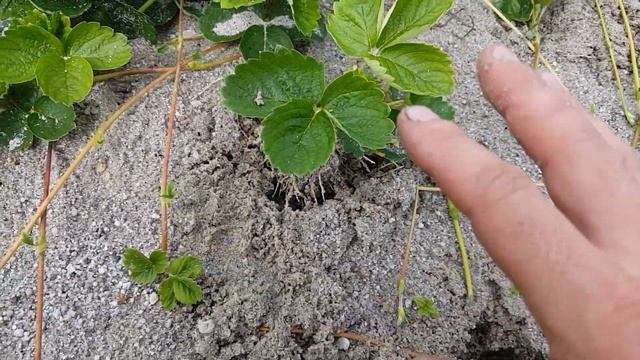 Еще раз про укоренение усов в песке сорт Азия!