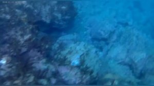Подводные обитатели Баренцева моря./Underwater inhabitants of the Barents Sea