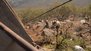 Дикие обезьяны в Индии.