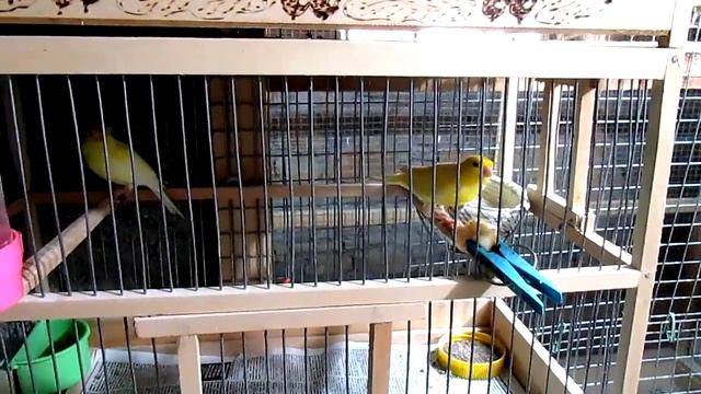 Канарейки, начало гнездования ч.1