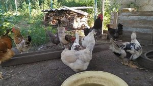 Наседка раздавила яйцо перед вылуплением! Обзор хозяйства)))