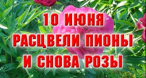 10 июня 2022. И снова розы. Пионы начали цвести.mp4