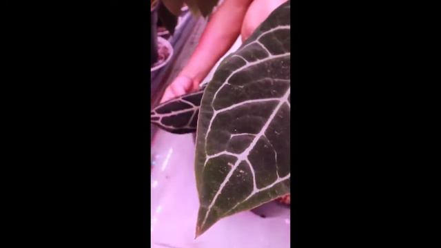 Anthurium Crystallinum Ecu vs Indo смотреть онлайн