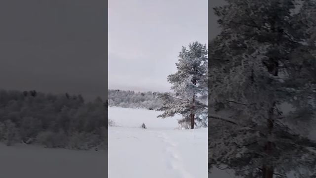 п. Савинский. Наши дни).#Родина #АрхангельскаяОбласть