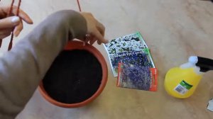 ПЕТУНИЯ БЕЗ ПИКИРОВКИ И ПЕРЕСАДКИ ! ПОЗДНЯЯ ПОСАДКА ПЕТУНИИ , СУПЕР СПОСОБ !