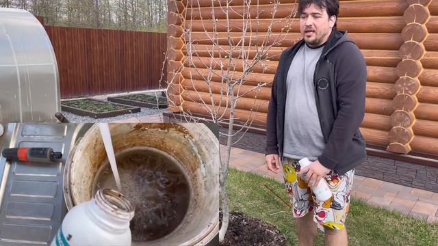 Сгорели голубые ели? Уход за соснами, секретный корневин VLOG Апрель  #ландшафтныйдизайнер #brogree