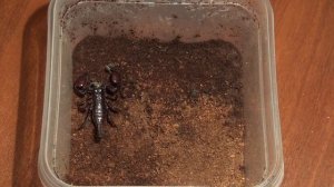 Бойня СКОРПИОН против ТРЕХ ПАУКОВ - кто кого? Что сделает скорпион с тремя шустрыми пауками?