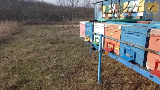 Зимний облёт пчёл смотреть онлайн